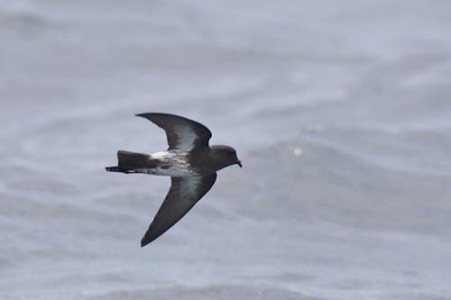 New Zealand Storm-petrel(rare)03.jpg