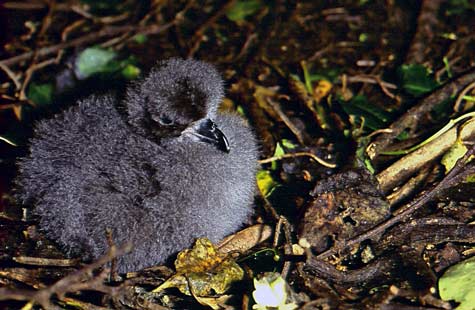 Chatham Petrel(rare)03.jpg