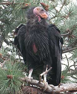 California Condor（rare）──05.jpg