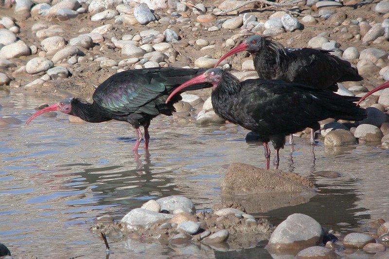 Northern Bald Ibis(rare)01.jpg