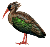 Dwarf Olive Ibis(rare)02.gif