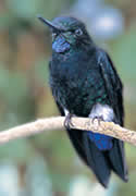 Black-breasted Puffleg（rare）──02.jpg