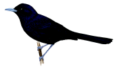 Fatuhiva Monarchrare01.gif