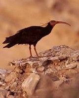 Northern Bald Ibis(rare)07.jpg