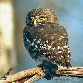 Forest Owletrare05.jpg