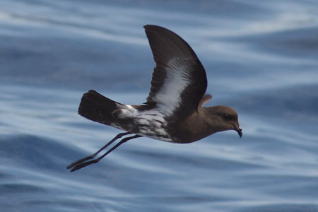 New Zealand Storm-petrel(rare)04.jpg