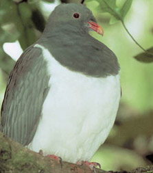 Chatham Petrel(rare)01.jpg