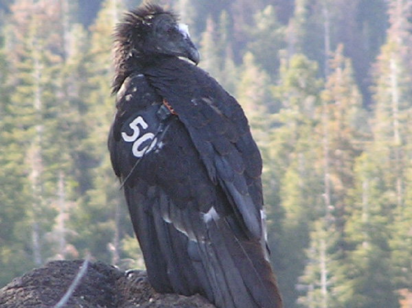 California Condor（rare）──10.jpg
