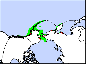 s Murreletrare05.gif