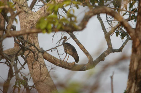 Giant Ibis(rare)07.jpg