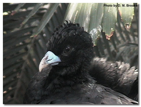 Blue-billed Curassow(rare)──09.jpg