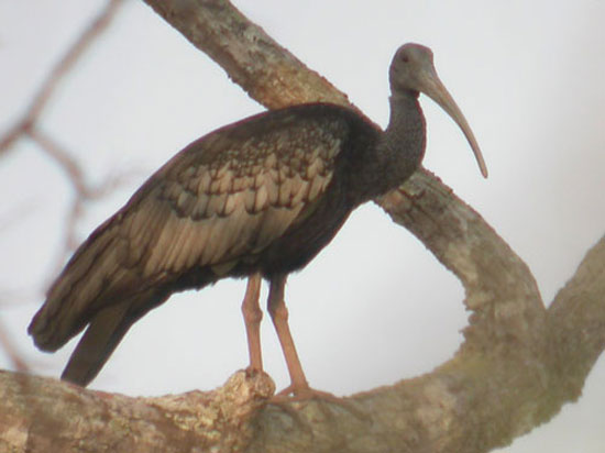 Giant Ibis(rare)06.jpg