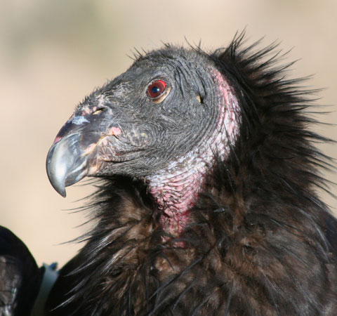 California Condor（rare）──06.jpg
