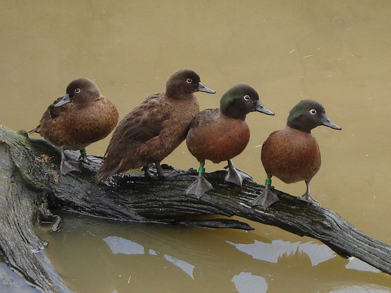 Campbell Islands Teal(rare)01.jpg