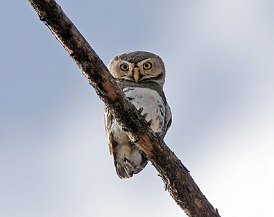 Forest Owletrare02.jpg