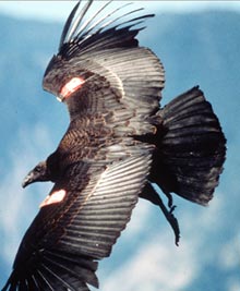 California Condor（rare）──08.jpg