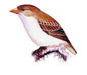 Mangrove Finchrare01.gif