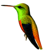 Chestnut-bellied Humming bird Amazilia castaneiventris(rare)02.gif