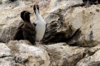 Chatham Islands Shag(rare)04.jpg