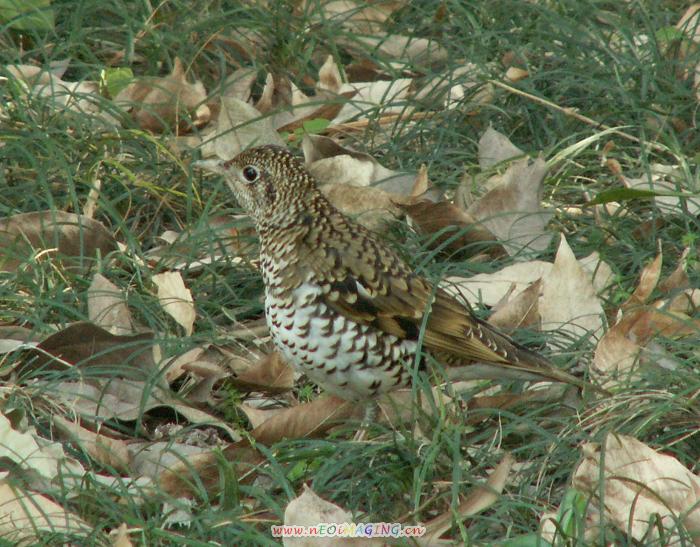 PICT9832.JPG