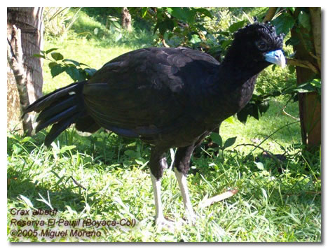 Blue-billed Curassow(rare)──04.jpg