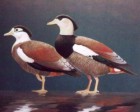Crested ShelduckrareBT02.jpg