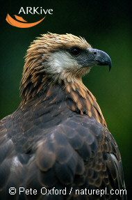Madagascar Fish-eaglerare03.jpg