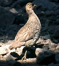 Djibouti Francolin(rare)01.jpg
