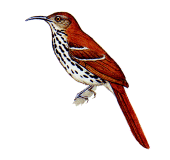 Cozumel Thrasherrare01.gif