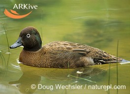 Campbell Islands Teal(rare)05.jpg