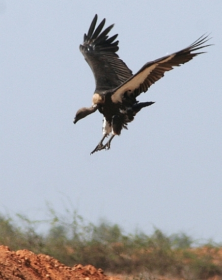 Indian Vulture Gyps indicus(rare)07.jpg