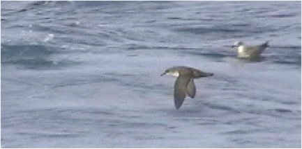 Balearic Shearwater(rare)08.jpg