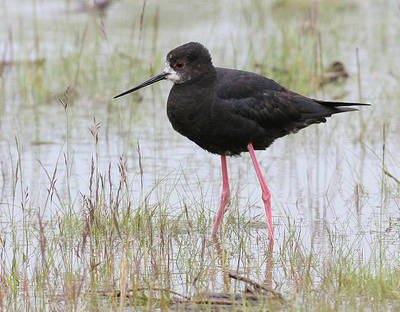 Black Stilt（rare）──01.jpg