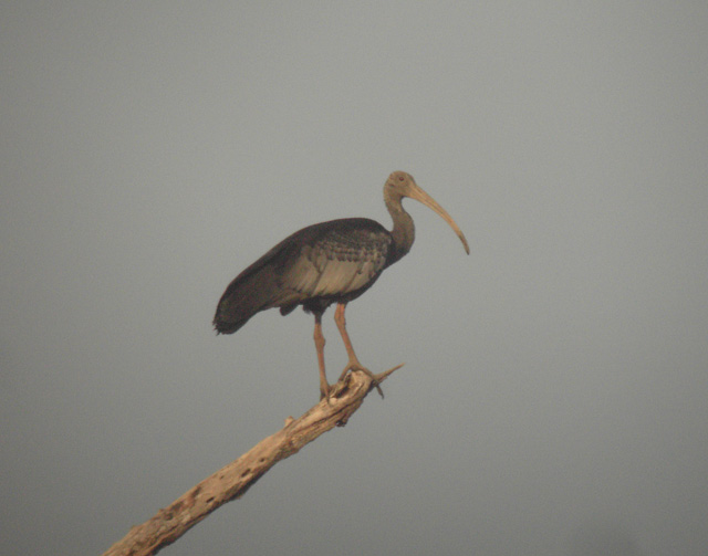 Giant Ibis(rare)02.jpg