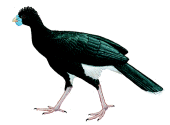 Blue-billed Curassow(rare)──01.gif