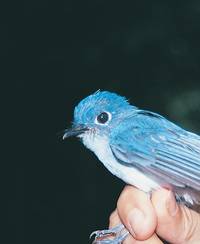 Caerulean Paradise-flycatcher（rare）──03.jpg