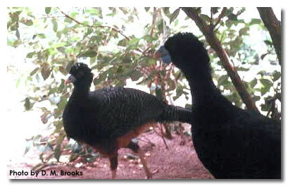 Blue-billed Curassow(rare)──05.jpg