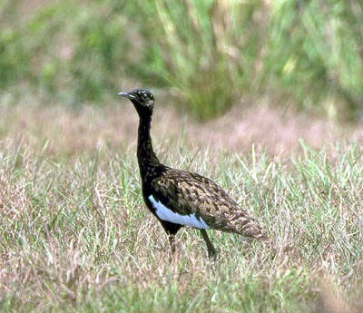 Bengal Florican（rare）──05.jpg