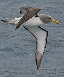Chatham Albatross(rare)02.jpg