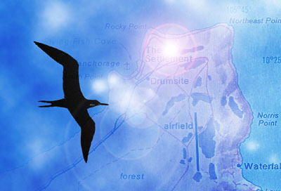 Christmas Island Frigatebird(rare)03.jpg