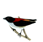 Cebu Flowerpeckerrare01.gif
