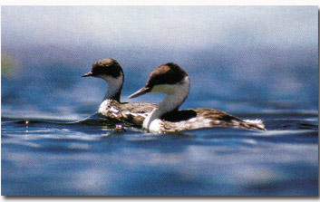 Junin Grebe(rare)01.jpg