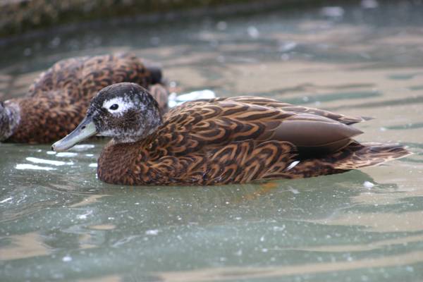 Laysan Teal Anas laysanensis(rare)02.jpg