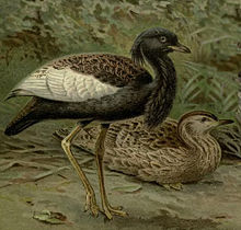 Bengal Florican（rare）──04.jpg