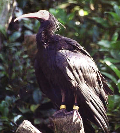 Northern Bald Ibis(rare)03.jpg