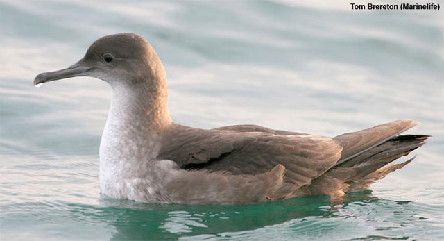 Balearic Shearwater(rare)03.jpg