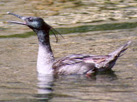 Brazilian Merganser(rare)──01.jpg