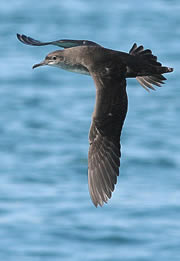 Balearic Shearwater(rare)06.jpg