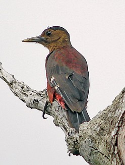 Okinawa Woodpeckerrare01.jpg