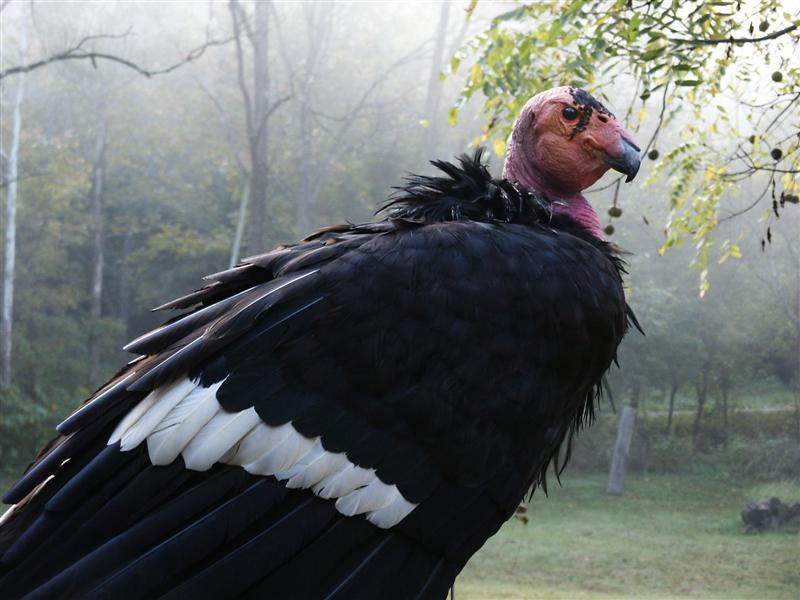 California Condor（rare）──07.jpg